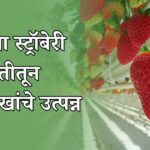 स्ट्रॉबेरी शेती