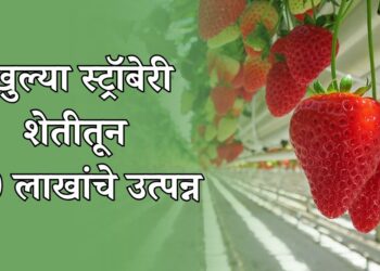 स्ट्रॉबेरी शेती