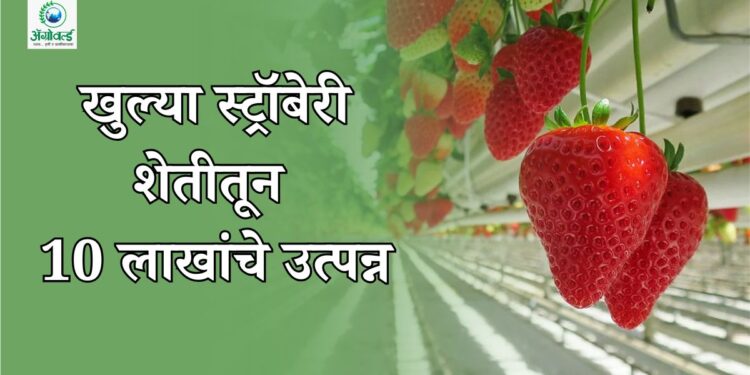 स्ट्रॉबेरी शेती