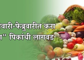 भाजीपाल्याची लागवड