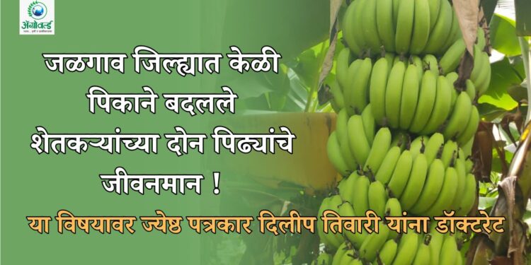 जळगाव जिल्ह्यात केळी पिकाने बदलले शेतकऱ्यांच्या दोन पिढ्यांचे जीवनमान !