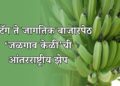 GI टॅग ते जागतिक बाजारपेठ; ‘जळगाव केळी’ची आंतरराष्ट्रीय झेप