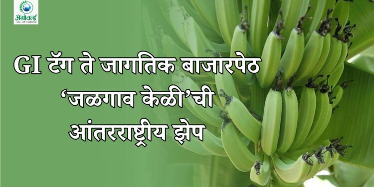 GI टॅग ते जागतिक बाजारपेठ; ‘जळगाव केळी’ची आंतरराष्ट्रीय झेप