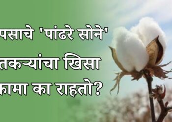 कापसाचे 'पांढरे सोने'
