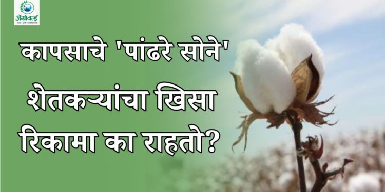 कापसाचे 'पांढरे सोने'