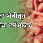 गाजर शेतीतून करोडोंचा टर्नओव्हर