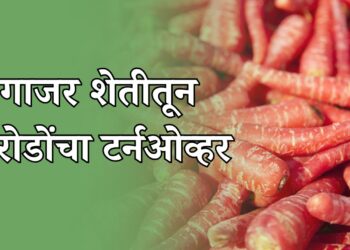 गाजर शेतीतून करोडोंचा टर्नओव्हर