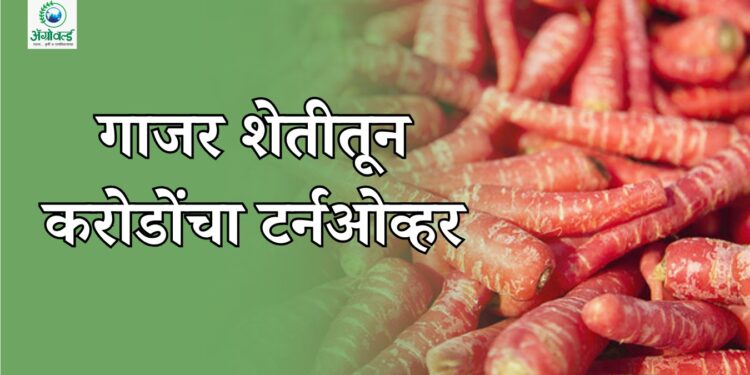 गाजर शेतीतून करोडोंचा टर्नओव्हर