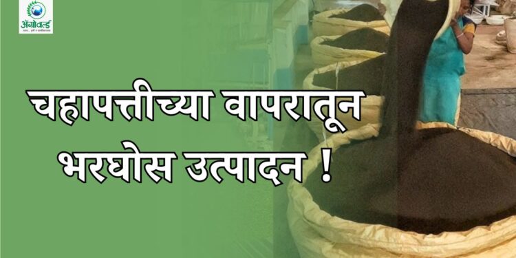 चहापत्ती