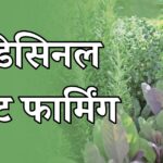 मेडिसिनल प्लांट फार्मिंग