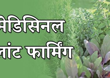 मेडिसिनल प्लांट फार्मिंग