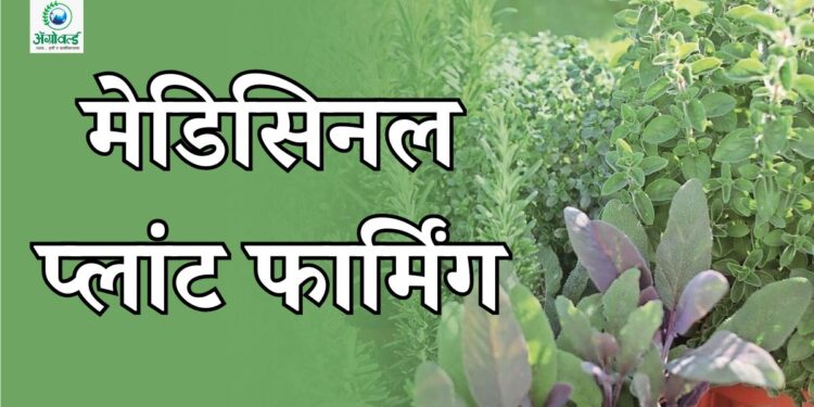 मेडिसिनल प्लांट फार्मिंग