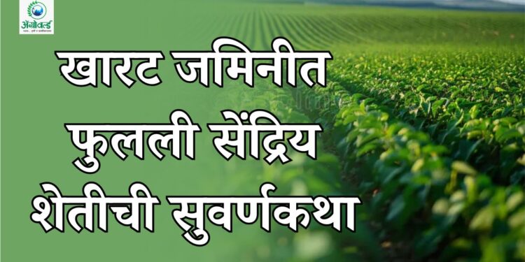 खारट जमिनीत फुलली सेंद्रिय शेतीची सुवर्णकथा