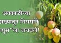अवकाळीच्या तडाख्यातून निसर्गाने "हापूस"ला वाचवले!