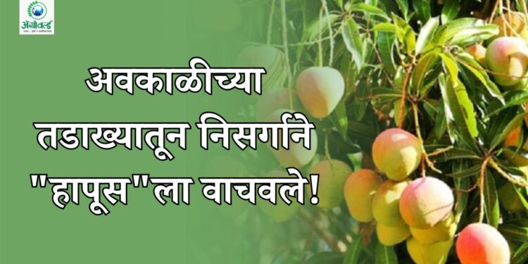अवकाळीच्या तडाख्यातून निसर्गाने "हापूस"ला वाचवले!
