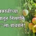 अवकाळीच्या तडाख्यातून निसर्गाने "हापूस"ला वाचवले!