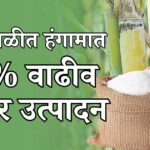 चालू गळीत हंगाम