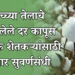 कच्च्या तेलाचे भडकलेले दर कापूस उत्पादक शेतकऱ्यांसाठी ठरणार सुवर्णसंधी