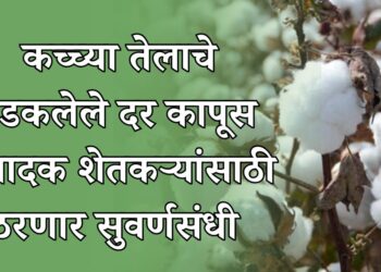 कच्च्या तेलाचे भडकलेले दर कापूस उत्पादक शेतकऱ्यांसाठी ठरणार सुवर्णसंधी