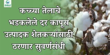 कच्च्या तेलाचे भडकलेले दर कापूस उत्पादक शेतकऱ्यांसाठी ठरणार सुवर्णसंधी