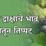 द्राक्षाचे भाव