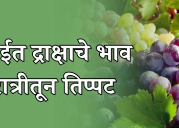 द्राक्षाचे भाव