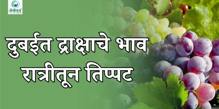 द्राक्षाचे भाव