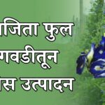 अपराजिता फुल