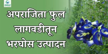 अपराजिता फुल