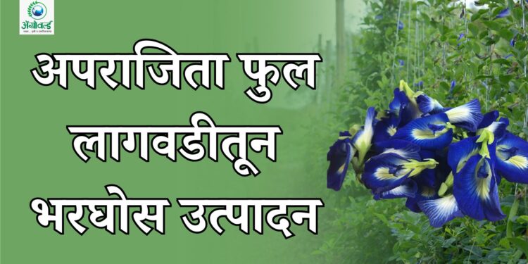 अपराजिता फुल