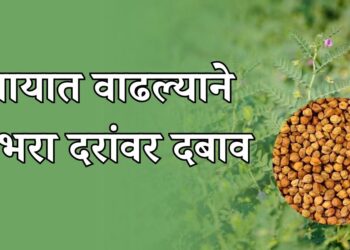 हरभरा दरांवर दबाव