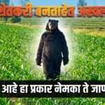 शेतकरी बनताहेत अस्वल