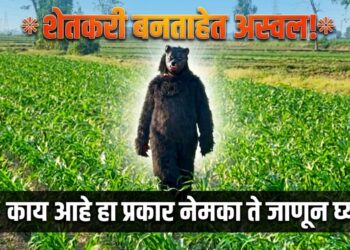 शेतकरी बनताहेत अस्वल