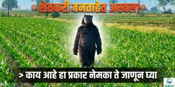 शेतकरी बनताहेत अस्वल