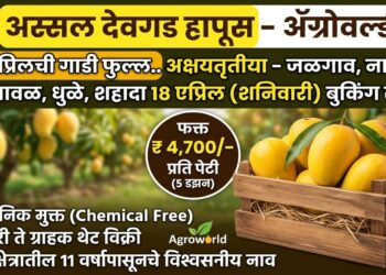 अस्सल देवगड हापूस – ॲग्रोवर्ल्ड.. 11 एप्रिलची गाडी फुल्ल.. अक्षयतृतीया – जळगाव, नाशिक, भुसावळ, धुळे, शहादा 18 एप्रिल (शनिवारी) बुकिंग सुरू..