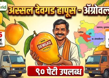 अस्सल देवगड हापूस