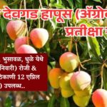 अस्सल देवगड हापूस (ॲग्रोवर्ल्ड) प्रतीक्षा संपली...