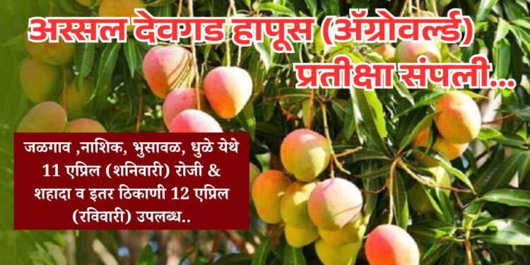 अस्सल देवगड हापूस (ॲग्रोवर्ल्ड) प्रतीक्षा संपली...