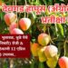 अस्सल देवगड हापूस (ॲग्रोवर्ल्ड) प्रतीक्षा संपली...