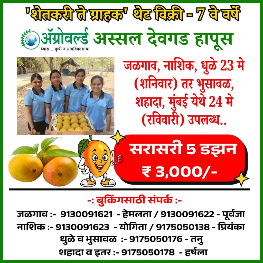 AgroWorld Jalgaon Hapus Mango
