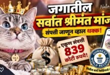 जगातील सर्वात श्रीमंत मांजर; संपत्ती जाणून व्हाल थक्क!