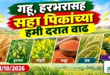गहू, हरभरासह सहा पिकांच्या हमी दरात वाढ हरभरासह सहा पिकांच्या हमी दरात वाढ