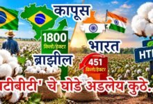 कापूस
