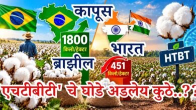 कापूस