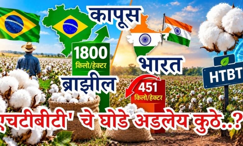 कापूस