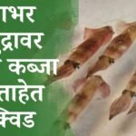 स्क्विड