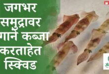 स्क्विड