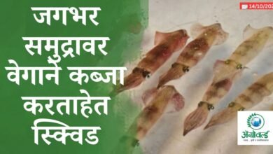 स्क्विड