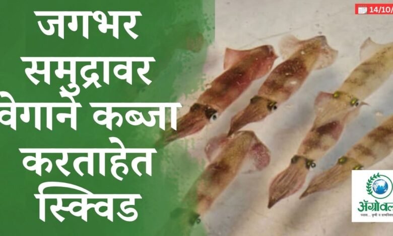 स्क्विड