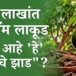 85 लाखांत फक्त 10 ग्रॅम लाकूड